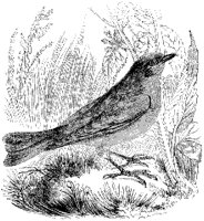 Bluebird 2.tif