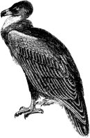 Brown Vulture.tif
