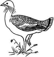 Bustard.tif