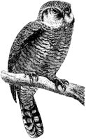 Canada Owl.tif