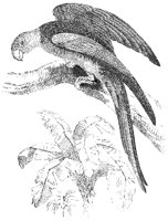 Carolina Parrot.tif
