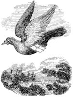 Carrier Pigeon.tif