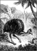 Cassowary.tif