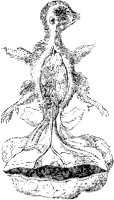 Chick Embryo at Fourteen Days.tif