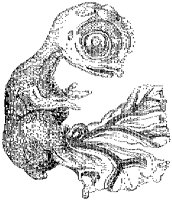 Chick Embryo at Ten Days.tif