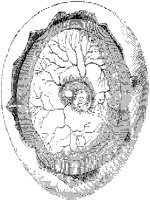 Chick Embryo in Egg Day 04.tif