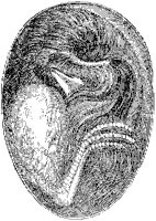 Chick in Egg.tif