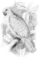 Cockatoo.tif