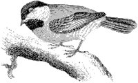 Common Chickadee.tif