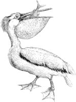 Common White Pelican.tif