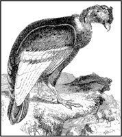 Condor.tif