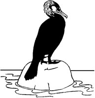 Cormorant.tif