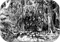 Cranes in Forest.tif