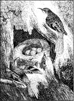 Creepers and Nest.tif