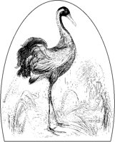 Crowned Crane.tif