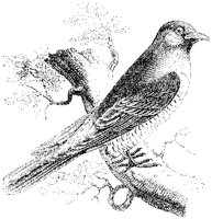 Cuckoo.tif