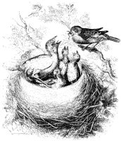 Cuckoo in Sparrow's Nest.tif