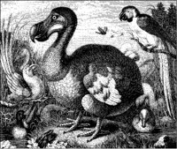Dodos.tif
