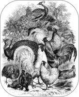 Domestic Poultry.tif