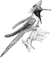 Double-Crested Hummingbird.tif