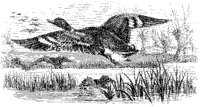 Duck Flying.tif