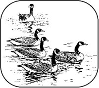 Ducks Swimming.tif