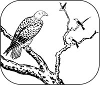 Eagle and Rice Birds.tif