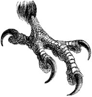 Eagle Talons.tif