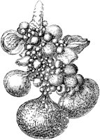 Egg Organ.tif