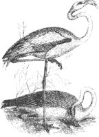Flamingoes 1.tif