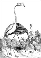 Flamingoes 2.tif