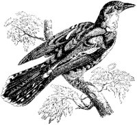Gilded Cuckoo.tif