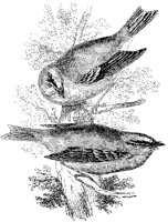 Gold Crests.tif
