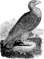 Golden Eagle.tif