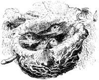Golden Oriole Young in Nest.tif