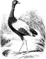 Golden-Breasted Trumpeter.tif