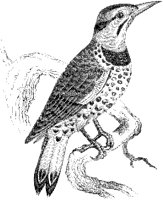 Golden-Winged Woodpecker.tif