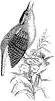 Great Carolina Wren.tif