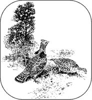 Grouse.tif