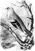 Haw-Finch.tif