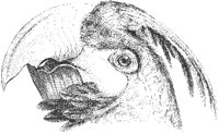 Head of Macaw.tif