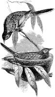 Honey Eaters and Nest.tif
