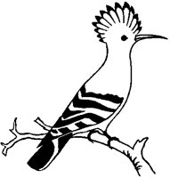 Hoopoe.tif