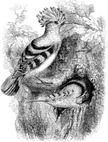 Hoopoes.tif