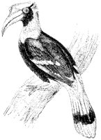 Hornbill 2.tif