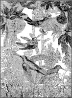 Hummingbirds and Trumpet Vines.tif