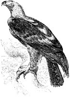 Imperial Eagle.tif