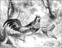 Jungle Fowl.tif