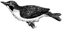 Kentucky Warbler.tif