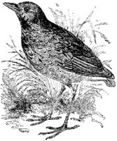 King Thrush.tif